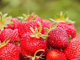 The harvest of the strawberry. Lots of red berries. Blurred green background