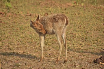 Deer