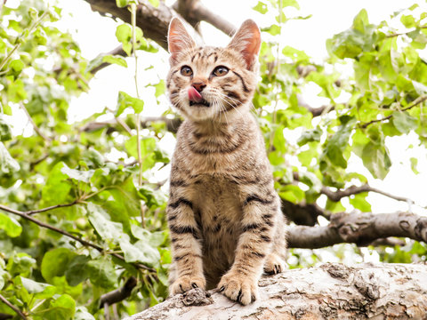 Gray striped kitten licked sitting on a tree.