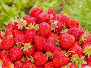 The harvest of the strawberry. Lots of red berries. Blurred green background