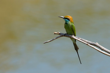 Bee eater