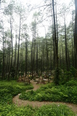 Obraz premium Mystical Village