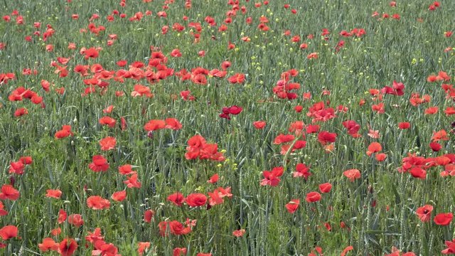 red poppies on the field, big flowers.