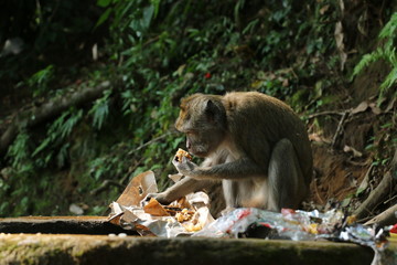 Monkey