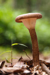 Wild Mushroom in Forest