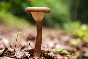 Wild Mushroom in Forest