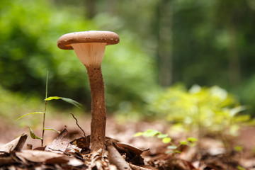 Wild Mushroom in Forest