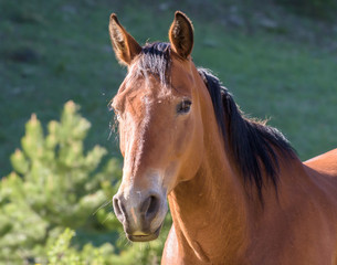 Fototapeta premium Friendly Well Groomed Horse in Morning Light