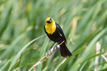 Yellow-headed Blackbird Sitting on a Cat Tail