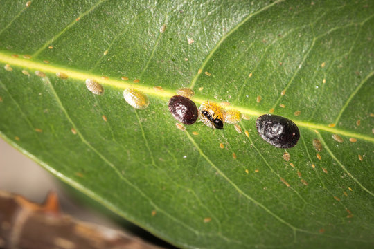 Small black ants farming brown Scale bugs on a plant stem, Cape Town, South Africa