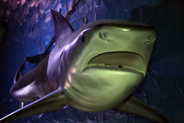 Kelly Tarltons Underwater World, Aukland,  New Zealand