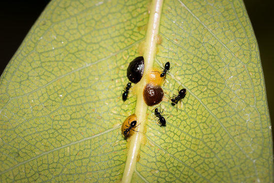 Small black ants farming brown Scale bugs on a plant stem, Cape Town, South Africa