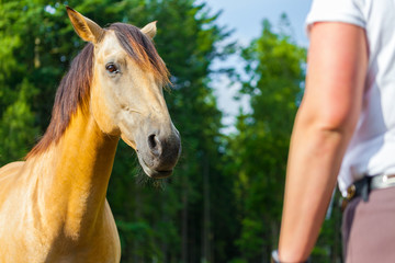 a brown horse looks to a horsewoman