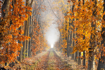 Perspective lane on a foggy morning in autumn - obrazy, fototapety, plakaty