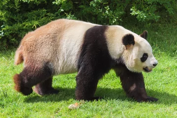 Crédence de cuisine en verre imprimé Panda Panda géant marchant