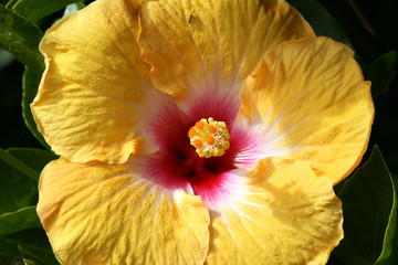 One Tree Hill & Cornwall Park, Aukland,  New Zealand