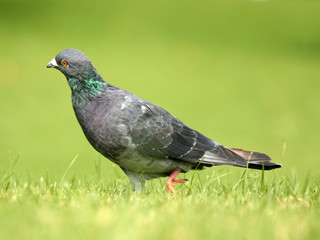 Obraz premium One Tree Hill & Cornwall Park, Aukland, New Zealand