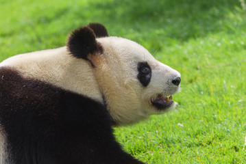 Giant panda, head