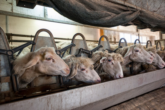 A row of sheep at the milking machine