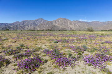 Fototapeta na wymiar Desert Five-spot blooming in spring - Anza-Borrego Desert State Park, California