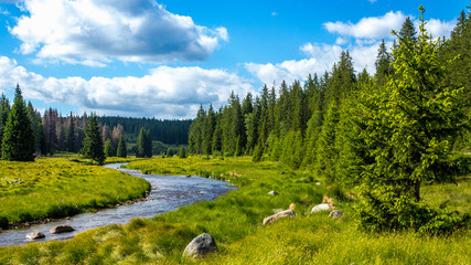 Fototapeta Flusslauf im Nationalpark, Waldbach obraz