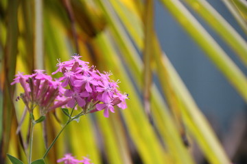 Wildblume vor Palmwedel