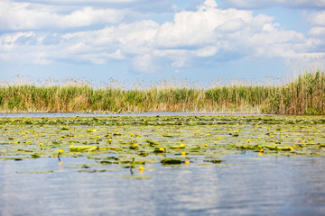 Danube Delta wildlife
