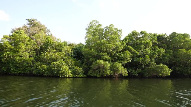 View of the mangrove forest from sailing boat. Sri Lanka