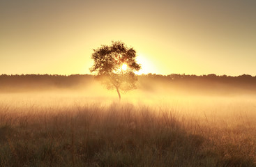 Fototapeta na wymiar golden misty sunrise behind tree
