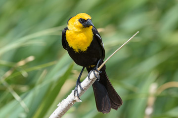 Yellow-headed Blackbird Sitting on a Cat Tail