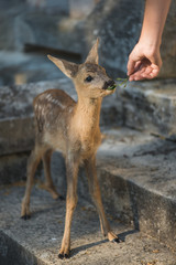 Zookeeper feeding baby animal