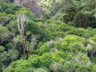 Naklejka premium Forest - Karori Wildlife Sancutuary - New Zealand