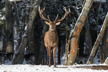 Naklejka na ściany i meble Belarus. Winter Wildlife Landscape With Noble Deer (Cervus elaphus). Deer With Large Branched Horns On The Background Of Snow-Covered Forest. Beautiful Stag Close-Up, Artistic View. One Trophy Buck