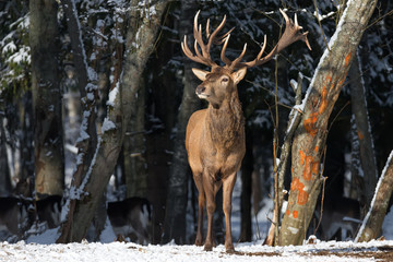 Obraz premium Belarus. Winter Wildlife Landscape With Great Noble Deer (Cervus elaphus). Magnificent Deer On The Edge Of Winter Forest. Deer Breathing Fresh Air. Beautiful Stag Close-Up, Artistic View. Trophy Deer
