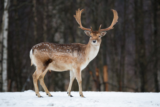 Fallow Deer Buck. Majestic powerful adult Fallow Deer, Dama dama, in winter forest, Belarus. Wildlife scene from nature, Europe.A male of fallow deer ( Daniel ) with grate antlers standing on the snow