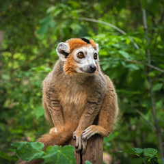 Adult male  crowned lemur (Eulemur coronatus) sits on a wooden post