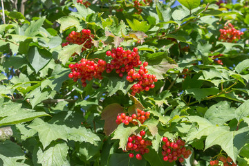 Arrowwood, guelder-rose, viburnum berries