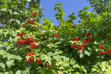 Arrowwood, guelder-rose, viburnum berries