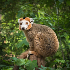 Adult male  crowned lemur (Eulemur coronatus) sits on a wooden post © ptashkan