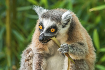 Portrait of an adult lemur katta eating bamboo