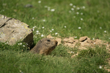 marmotte