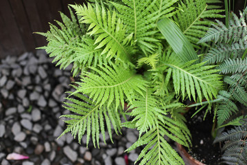 Fern in a pot