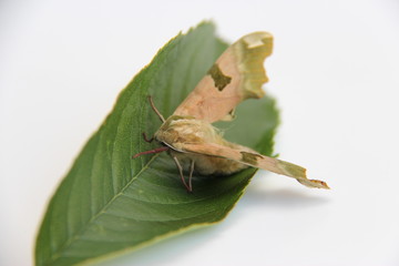 Papillon, le Sphinx du tilleul, militaire