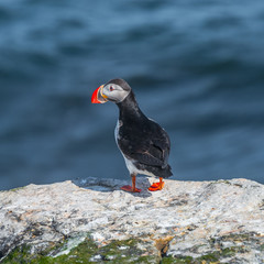 Icelandic puffins at remote islands on Iceland, summer