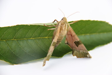 Papillon, le Sphinx du tilleul, militaire