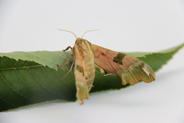 Papillon, le Sphinx du tilleul, militaire