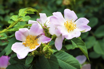 Obraz na płótnie Canvas Flower of dog-rose closeup