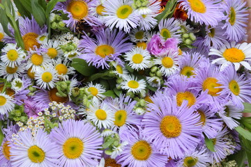 Summer flowers from the garden