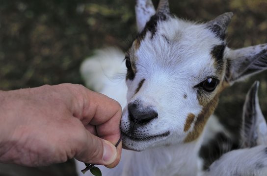 La capretta mangia dalle mie mani
