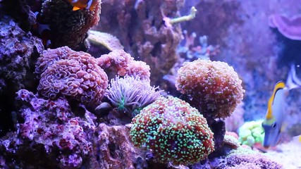 Coral reef aquarium scene